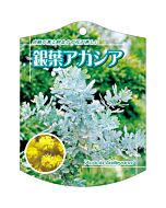 ギンヨウアカシア K 園芸用ラベル【105mm×80mm】100枚入