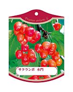 サクランボ スイモン K 園芸用ラベル【105mm×80mm】100枚入