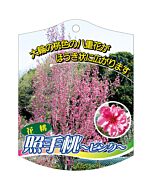 テルテモモ ピンク K 園芸用ラベル【105mm×80mm】100枚入