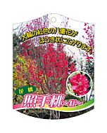 テルテモモ アカ K 園芸用ラベル【105mm×80mm】100枚入