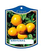 ミヤガワワセミカン K 園芸用ラベル【105mm×80mm】100枚入
