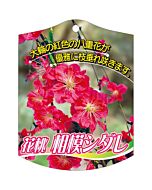 ハナモモ サガミシダレ K 園芸用ラベル【105mm×80mm】100枚入