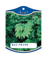 モミジ アオイタヤ K 園芸用ラベル【105mm×80mm】100枚入