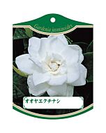 オオヤエクチナシ K 園芸用ラベル【105mm×80mm】100枚入