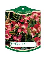 ヤマボウシアカ 2005 K 園芸用ラベル【105mm×80mm】100枚入