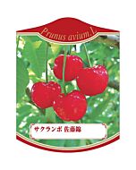 サクランボサトウニシキ 2005 K 園芸用ラベル【105mm×80mm】100枚入