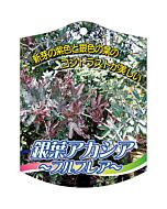 ギンヨウアカシア プルプレア K 園芸用ラベル【105mm×80mm】100枚入