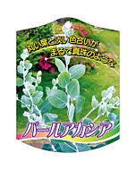 パールアカシア K 園芸用ラベル【105mm×80mm】100枚入