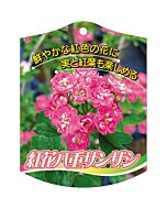 サンザシベニバナ ヤエ K 園芸用ラベル【105mm×80mm】100枚入
