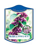 ムラサキシキブ K 園芸用ラベル【105mm×80mm】100枚入