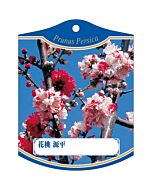 ハナモモゲンペイタチ K 園芸用ラベル【105mm×80mm】100枚入