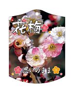 ウメ オモイノママ K 園芸用ラベル【105mm×80mm】100枚入