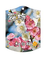 ウメ コウハクウメ K 園芸用ラベル【105mm×80mm】100枚入