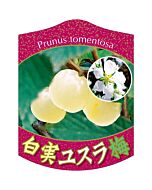 ユスラウメ シロミ K 園芸用ラベル【105mm×80mm】100枚入