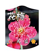 ウメ オオサカズキ K 園芸用ラベル【105mm×80mm】100枚入
