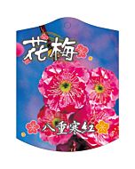 ウメ ヤエカンコウ K 園芸用ラベル【105mm×80mm】100枚入
