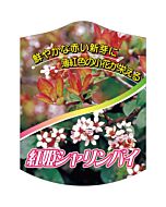ベニヒメシャリンバイ K 園芸用ラベル【105mm×80mm】100枚入