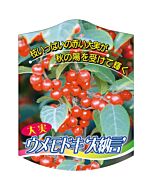 ウメモドキ ダイナゴン K 園芸用ラベル【105mm×80mm】100枚入