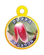 クレマチス ハンショウヅル O 園芸用ラベル【70mm×55mm】100枚入