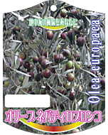 オリーブ ネバディロブロンコ K 園芸用ラベル