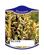 キンマサキ K 園芸用ラベル【105mm×80mm】100枚入