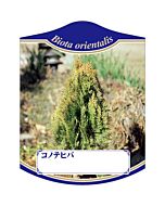 コノテヒバ K 園芸用ラベル【105mm×80mm】100枚入