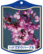 ハナズオウ パープル Ｋ　園芸用ラベル