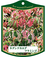 ネグンドカエデ フラミンゴ K　園芸用ラベル