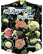 オオデマリ ジェミニ 2004 Ｋ　園芸用ラベル