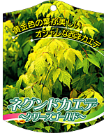 ネグンドカエデ ケリーズゴK　園芸用ラベル