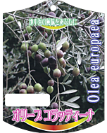 オリーブ コラッティーナ K　園芸用ラベル