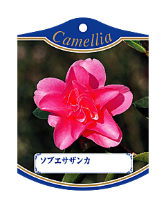 ソブエサザンカ K 園芸用ラベル【105mm×80mm】100枚入