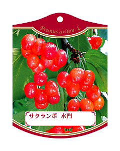 サクランボ スイモン K 園芸用ラベル【105mm×80mm】100枚入