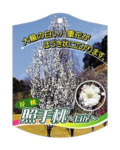 テルテモモ シロ K 園芸用ラベル【105mm×80mm】100枚入