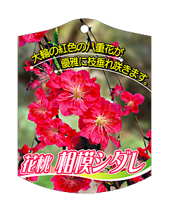 ハナモモ サガミシダレ K 園芸用ラベル【105mm×80mm】100枚入