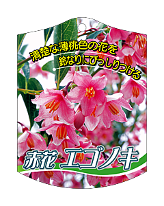 エゴノキ アカバナ 646 K 園芸用ラベル