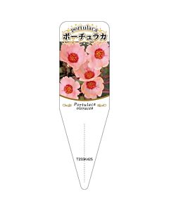 ポーチュラカ チュウリン 8 S 園芸用ラベル【115mm×34mm】100枚入