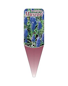 ムスカリ S 園芸用ラベル【115mm×34mm】100枚入