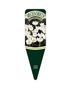 スピーシークロッカス スノーバンS 園芸用ラベル【115mm×34mm】100枚入