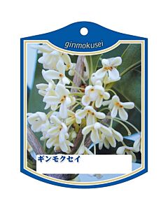 ギンモクセイ K 園芸用ラベル【105mm×80mm】100枚入
