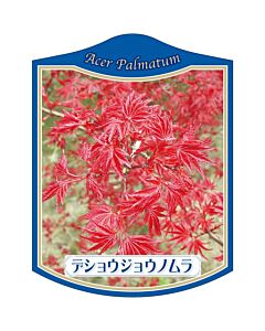 カエデ デショウジョウノムラ K 園芸用ラベル【105mm×80mm】100枚入