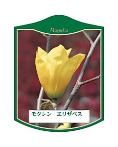 モクレン エリザベス K 園芸用ラベル【105mm×80mm】100枚入