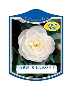 サザンカ リトルホワイト K 園芸用ラベル【105mm×80mm】100枚入
