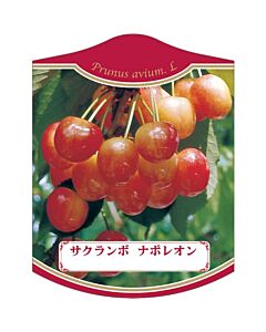 サクランボ ナポレオン K 園芸用ラベル【105mm×80mm】100枚入