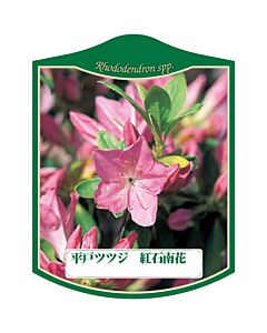 ヒラドツツジベニシャクナゲ K 園芸用ラベル【105mm×80mm】100枚入