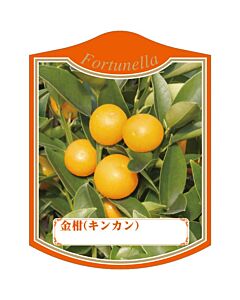 キンカン ミ K 園芸用ラベル【105mm×80mm】100枚入
