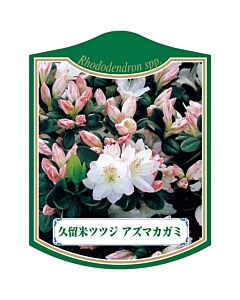 クルメツツジ アズマカガミ K 園芸用ラベル【105mm×80mm】100枚入