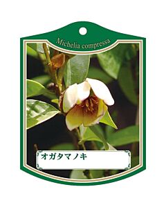 オガタマノキ K 園芸用ラベル【105mm×80mm】100枚入