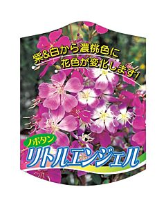 ノボタン リトルエンジェル K 園芸用ラベル【105mm×80mm】100枚入