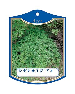 シダレモミジ アオ K 園芸用ラベル【105mm×80mm】100枚入